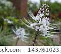 Cat's Whiskers with White Flowers 143761023