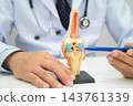 Knee osteoarthritis, Doctor showing model knee joint orthopedic. 143761339