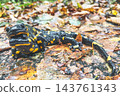 Two fire salamanders together on colorful wet autumn leaves Two fire salamanders together on colorful wet autumn leaves 143761343