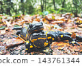 European fire salamanders mating ritual on damp autumn forest floor European fire salamanders mating ritual on damp autumn forest floor 143761344