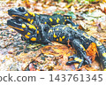 Two fire salamanders mating on wet autumn leaves in a forest Two fire salamanders mating on wet autumn leaves in a forest 143761345