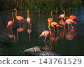 Flock of flamingos wading in shallow water with reflections, Shangfangshan Forest Zoo, Suzhou 143761529