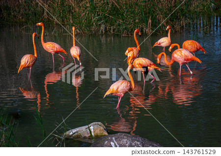 Flock of flamingos wading in shallow water with reflections, Shangfangshan Forest Zoo, Suzhou 143761529