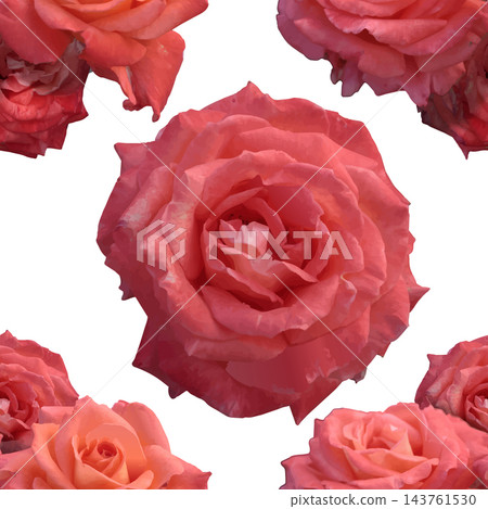Pink Coral Roses Vector Seamless Pattern Isolated on Transparent Background Pink Coral Roses Vector Seamless Pattern Isolated on Transparent Background 143761530