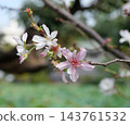 October cherry blossoms in the grounds of Senso-ji Temple 143761532