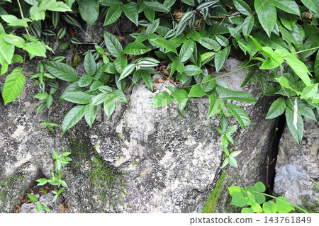Old stone with liana branch and tropical leaves. Exotical background with rock and plant. Sustainable concept with green ivy on natural stone backdrop. Copy space for text 143761849