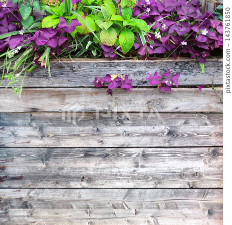 Weathered retro wood planks and tropical leaves. Exotical background with old wooden board and plant. Sustainable concept with green ivy on aged wooden panel backdrop. Copy space for text Weathered retro wood planks and tropical leaves. Exotical background with old wooden board and plant. Sustainable concept with green ivy on aged wooden panel backdrop. Copy space for text 143761850