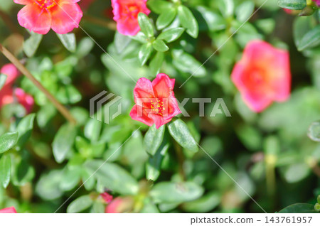Common Purslane, Little Hogweed, Pigweed or Portulaca grandiflora or Portulaca oleracea L or Portulaca umbraticola Kunth and hybrid or Portulacaceae, Pusley or Verdolaga or pink flower Common Purslane, Little Hogweed, Pigweed or Portulaca grandiflora or Portulaca oleracea L or Portulaca umbraticola Kunth and hybrid or Portulacaceae, Pusley or Verdolaga or pink flower 143761957