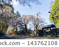 Springtime in Semboku City, Akita Prefecture: Kakunodate Samurai Residence Street, one of Japan's Top 100 Cherry Blossom Viewing Spots, with cherry blossoms in full bloom. 143762108