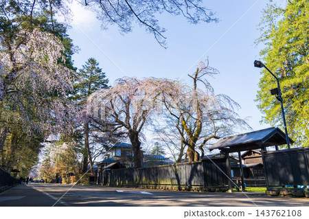 秋田縣仙北市的春天：角館武士宅邸街，日本100個最佳賞櫻地點之一，櫻花盛開。 143762108