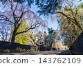 Springtime in Semboku City, Akita Prefecture: Kakunodate Samurai Residence Street, one of Japan's Top 100 Cherry Blossom Viewing Spots, with cherry blossoms in full bloom. 143762109