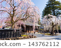 秋田縣仙北市的春天：角館武士宅邸街，日本100個最佳賞櫻地點之一，櫻花盛開。 143762112