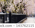 Springtime in Semboku City, Akita Prefecture: Kakunodate Samurai Residence Street, one of Japan's Top 100 Cherry Blossom Viewing Spots, with cherry blossoms in full bloom. 143762115