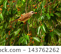 Yellow-vented bulbul, Pycnonotus goiavier, or eastern yellow-vented bulbul bird on a weeping fig, benjamin or ficus tree, Thailand 143762262