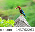 White-throated or White-breasted kingfisher bird, Halcyon smyrnensis, on a rock, Phuket, Thailand 143762263