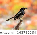 Shama dayal, Oriental Magpie-robin bird, Copsychus saularis, Phuket, Thailand 143762264