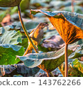 Streak-eared bulbul bird, Pycnonotus conradi, in lotus field, Surat Thani, Thailand 143762266