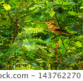 Black-browed Reed Warbler bird, Acrocephalus bistrigiceps, on a brach, Phuket, Thailand 143762270