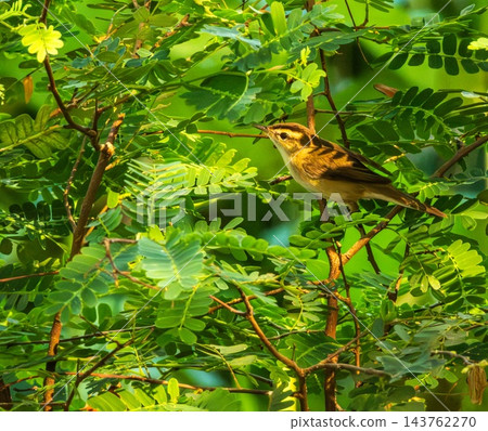 Black-browed Reed Warbler bird, Acrocephalus bistrigiceps, on a brach, Phuket, Thailand Black-browed Reed Warbler bird, Acrocephalus bistrigiceps, on a brach, Phuket, Thailand 143762270