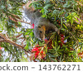 Pallas's or red-bellied tree squirrel, Callosciurus erythraeus, on a tree, Phuket, Thailand 143762271