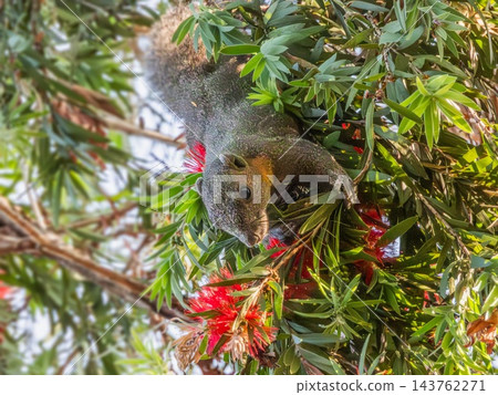 Pallas's or red-bellied tree squirrel, Callosciurus erythraeus, on a tree, Phuket, Thailand Pallas's or red-bellied tree squirrel, Callosciurus erythraeus, on a tree, Phuket, Thailand 143762271