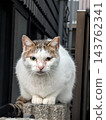 Cat staring from the fence 143762341