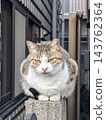 A cat tilts its head and stares at me from atop a wall. 143762364
