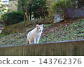 Cat on the wall - a brown and white cat 143762376