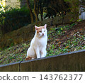 Cat on the wall - a brown and white cat 143762377