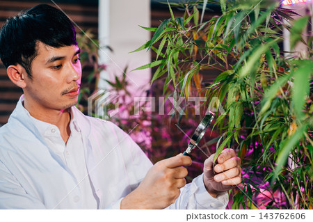 Marijuana researcher Asian man using magnifying glass look at cannabis sativa hemp plants in cannabis farms, Examining plants with magnifying Marijuana researcher Asian man using magnifying glass look at cannabis sativa hemp plants in cannabis farms, Examining plants with magnifying 143762606