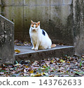 A plump calico cat on an autumn day, on stone steps covered with fallen leaves. 143762633