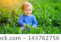 Small Infant Explores Lush Meadow Foliage, Wearing Blue Sweater While Relaxing Quietly In Park. Joyful Toddler Gazes Happily Forward While Discovering Fresh Plant Life Under Glowing Sunlight. 143762756