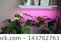Monstera Houseplants Stand Under Glowing Pink Phytolamp Mounted Beneath Floating Shelf. Tropical Green Foliage Absorbs Supplemental Artificial Light Indoors During Home Gardening Care Routine. 143762763