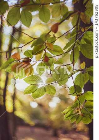 Golden autumn leaves with vintage Helios lens bokeh in warm sunlight Golden autumn leaves with vintage Helios lens bokeh in warm sunlight 143762908