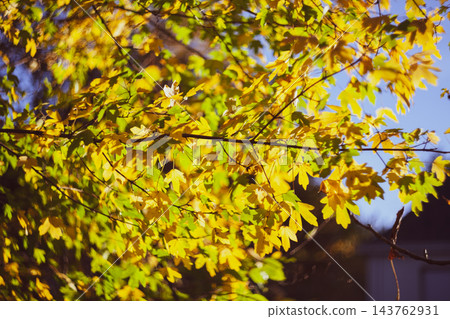 Golden autumn maple leaves with vintage Helios lens bokeh in warm sunlight 143762931