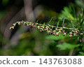 Mugwort Flower (Queen of Herbs) 143763088