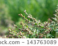 Mugwort Flower (Queen of Herbs) 143763089