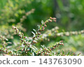 Mugwort Flower (Queen of Herbs) 143763090