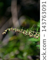 Mugwort Flower (Queen of Herbs) 143763091