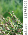 Mugwort Flower (Queen of Herbs) 143763092