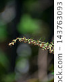 Mugwort Flower (Queen of Herbs) 143763093