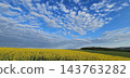 Panoramic rural landscape with a yellow rapeseed field beneath a vast vibrant blue sky. 143763282