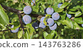 Cluster of ripe sloe berries hangs from a tree branch 143763286