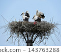 White storks perch on a large, tangled nest 143763288