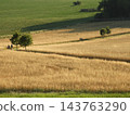 Golden fields stretch across rolling countryside in warm evening sunlight 143763290