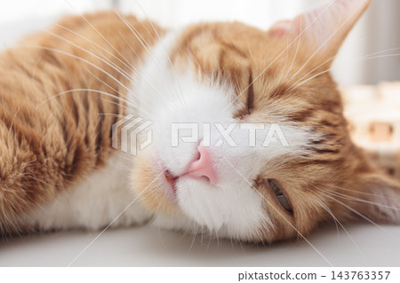 Relaxed ginger and white cat lying on a table in warm sunlight at home Relaxed ginger and white cat lying on a table in warm sunlight at home 143763357
