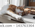 Relaxed ginger and white cat lying on a table in warm sunlight at home 143763364