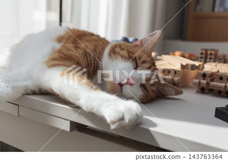 Relaxed ginger and white cat lying on a table in warm sunlight at home Relaxed ginger and white cat lying on a table in warm sunlight at home 143763364