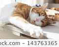 Relaxed ginger and white cat lying on a table in warm sunlight at home 143763365