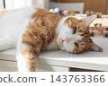 Relaxed ginger and white cat lying on a table in warm sunlight at home 143763366
